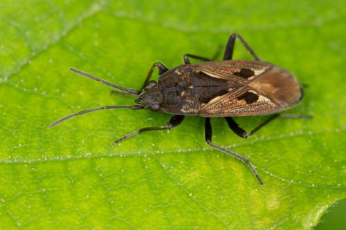 Rhyparochromus pini