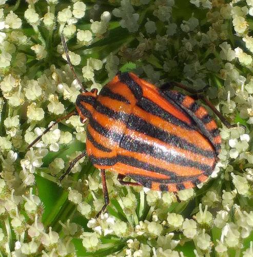 Réf. 262 727 : Graphosoma italicum