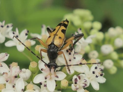 Rutpela maculata