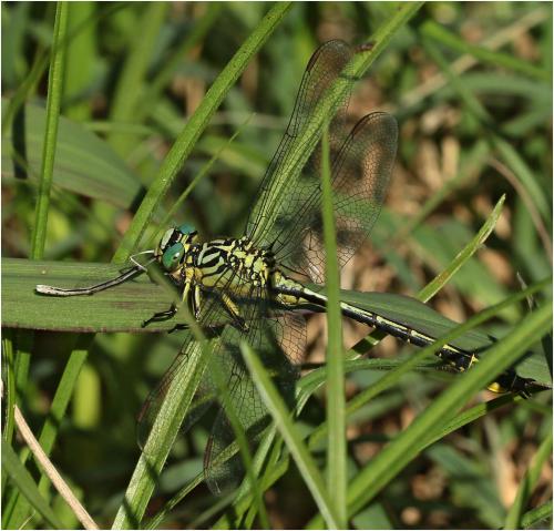 Stylurus flavipes