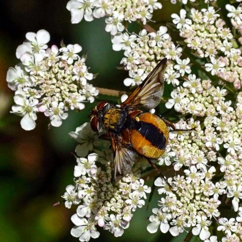Ectophasia crassipennis