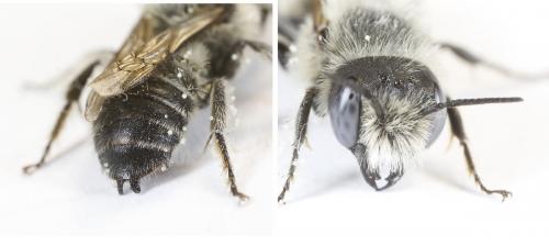 Hoplitis cristatula