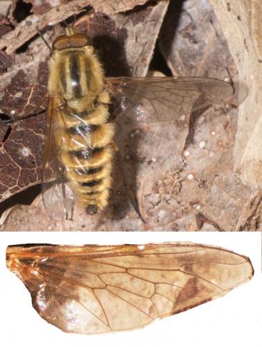 Thereva sp.