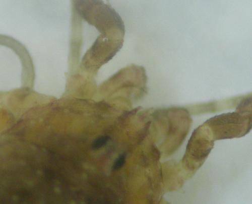 Lacinius ephippiatus
