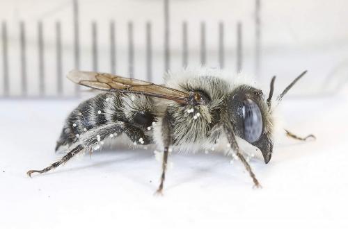 Hoplitis cristatula