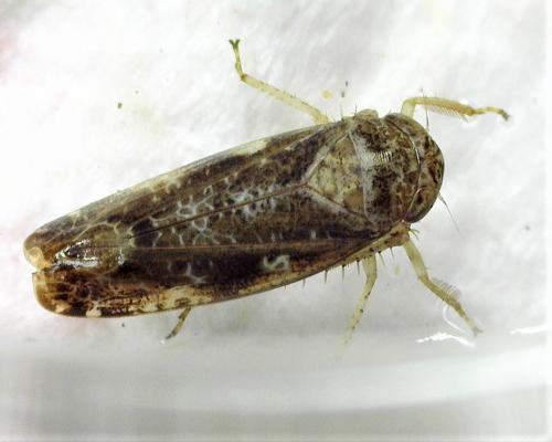 Réf. 262 999 : Allygidius sp.