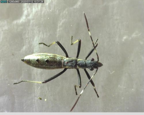 Réf. 262 846 : Micrelytra fossularum