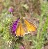 262963 – Photo : Nirina Andrianarisoa – France (95)