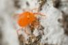262892 – Photo : Jessica Joachim – France (65)