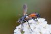 262411 – Photo : Marc Solari – France (68)
