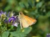 262477 – Photo : VERMELLE Georges – France (62)