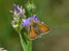262476 – Photo : VERMELLE Georges – France (62)