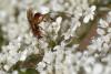 262551 – Photo : Bernard Nogues – France (83)