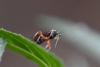 262672 – Photo : Maatah – France (59)