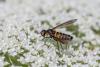 262487 – Photo : Arnaud Badiane – France (30)