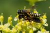 Lestica subterranea