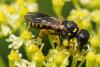 Lestica subterranea
