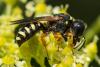 Lestica subterranea