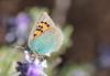 262894 – Photo : alain Roujas – Maroc