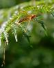 262785 – Photo : Pierre SENGEZ – France (60)