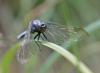 262423 – Photo : Pierre SENGEZ – France (60)