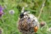 262610 – Photo : Jean Ygnard – France (89)