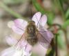 262426 – Photo : Catherine Reymonet-Smitten – France (19)