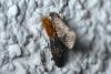 262039 – Photo : Christophe Quintin – France (22)