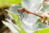 262291 – Photo : Maamar SELLAM – France (28)