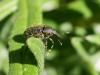 262430 – Photo : BourrinOman – France (05)