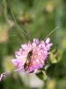 262496 – Photo : BourrinOman – France (05)