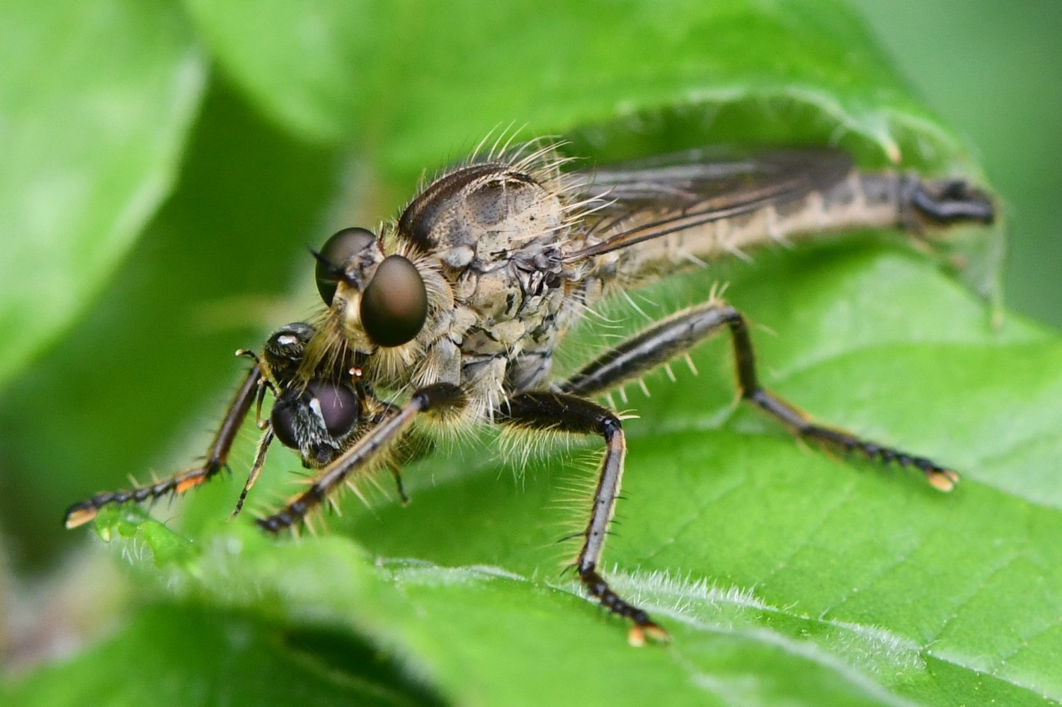 Jean-Michel GAREL - Machimus rusticus - réf. 262339 (1500 x 999 pixels, 203 ko)