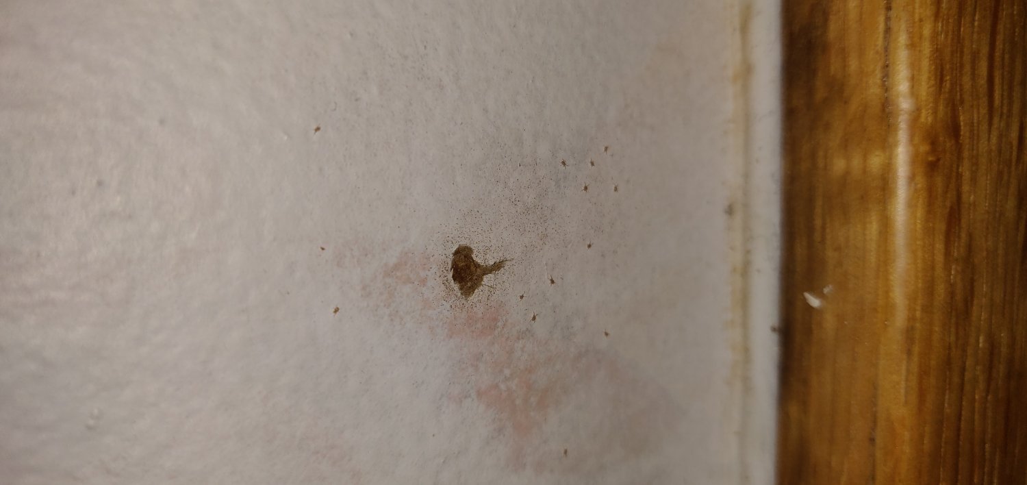Anonyme - Dermatophagoides pteronyssinus - réf. 262526 (1500 x 708 pixels, 97 ko)