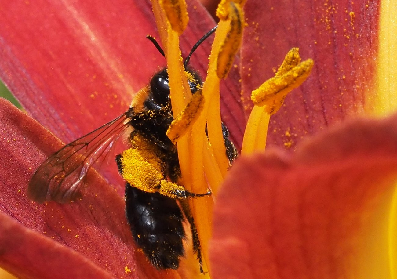 patrick derennes - Andrena (Melandrena) thoracica - réf. 262105 (1300 x 914 pixels, 192 ko)