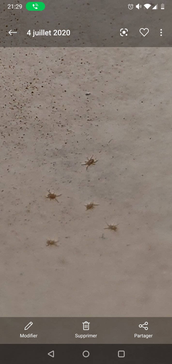 Anonyme - Dermatophagoides pteronyssinus - réf. 262527 (711 x 1500 pixels, 87 ko)
