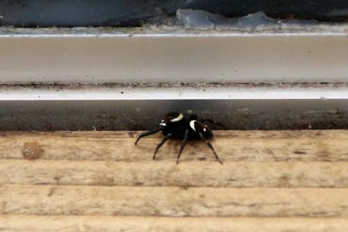 Hasarius adansoni