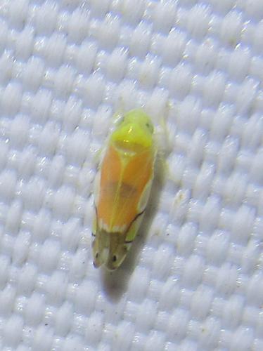 Réf. 263 701 : Eurhadina pulchella