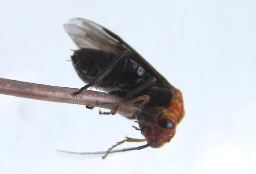 Réf. 263 952 : Hemichroa australis