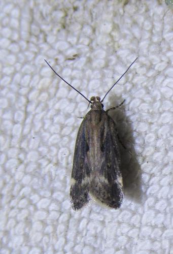 Aroga velocella