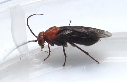 Réf. 263 953 : Hemichroa australis