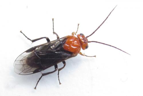 Hemichroa australis