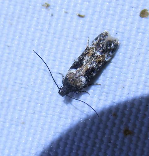 Caryocolum tricolorella