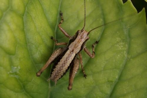 Pholidoptera griseoaptera