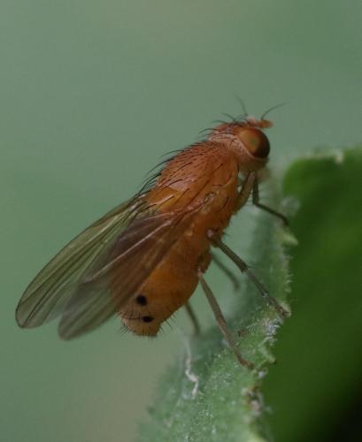 Réf. 263 258 : Sapromyzosoma laevatrispina
