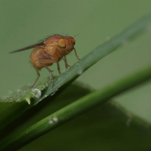 Réf. 263 259 : Sapromyzosoma laevatrispina