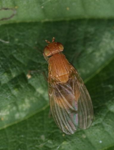 Réf. 263 260 : Sapromyzosoma laevatrispina