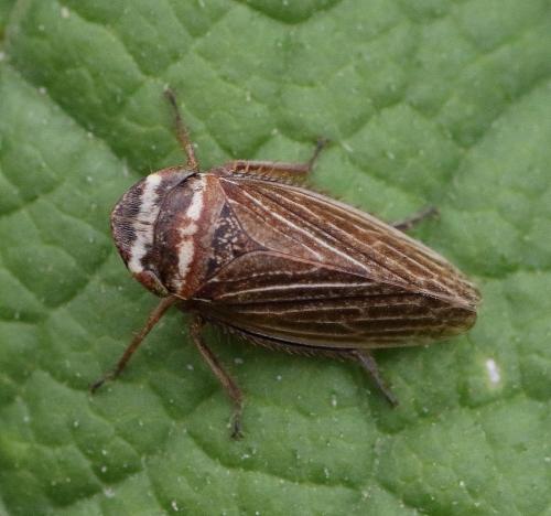 Réf. 263 281 : Aphrodes sp.