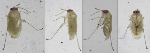 Campylomma annulicorne