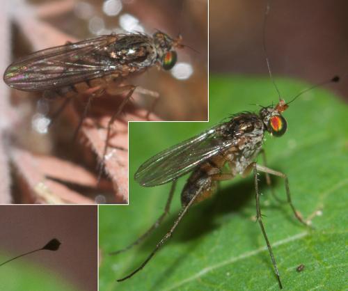 Réf. 263 318 : Ludovicius dufouri