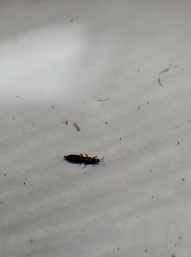 Réf. 263 011 : Limothrips sp.